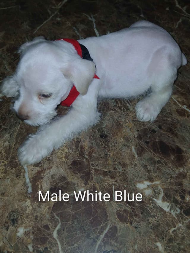 Miniature Schnauzer media 2