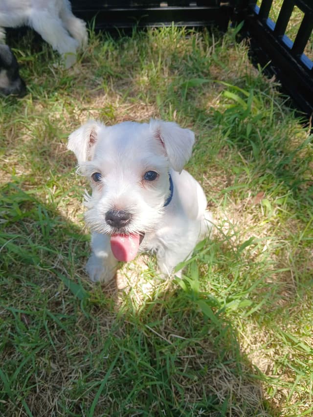 Miniature Schnauzer media 4