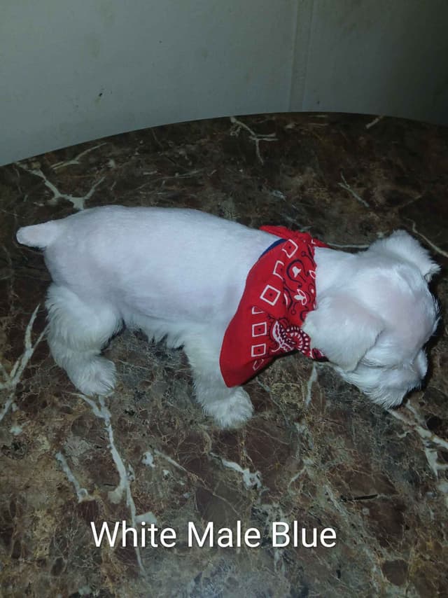 Miniature Schnauzer media 3