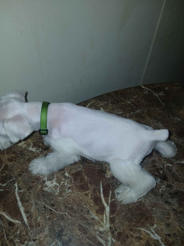 Miniature Schnauzer media 5