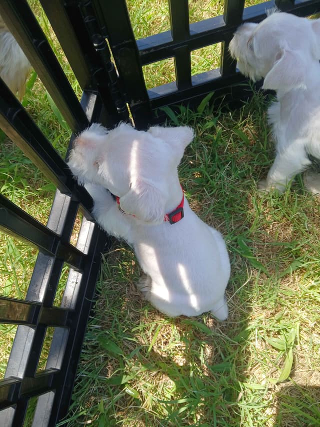 Miniature Schnauzer media 6