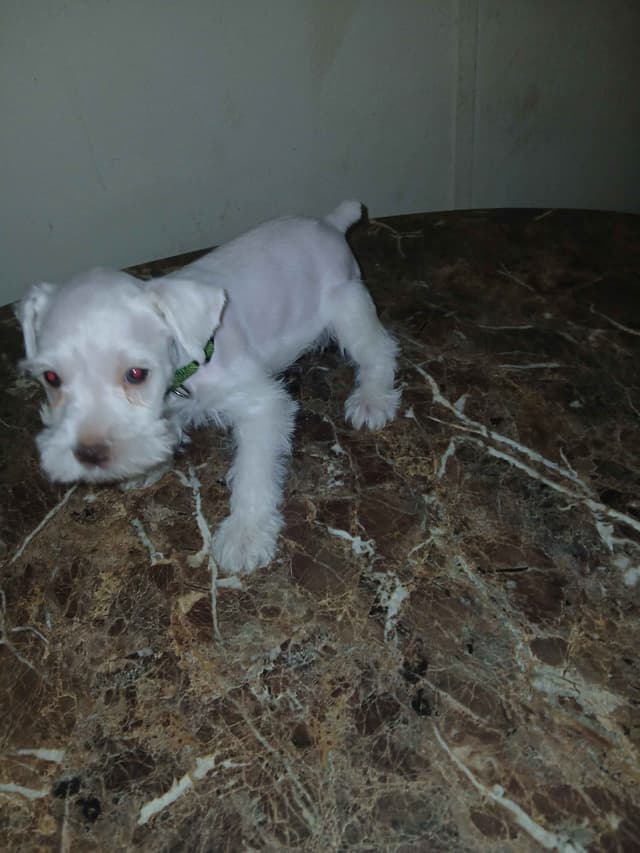 Miniature Schnauzer media 7