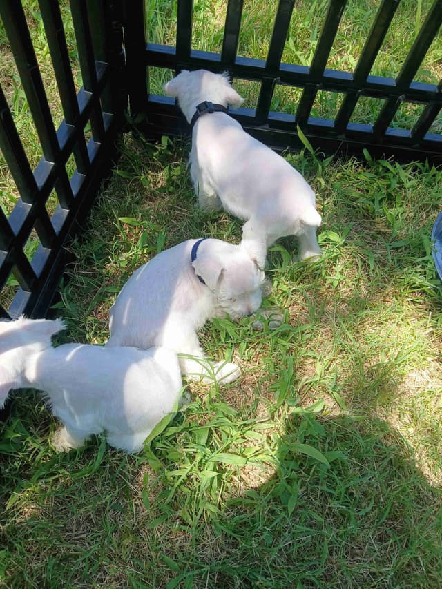 Miniature Schnauzer media 9