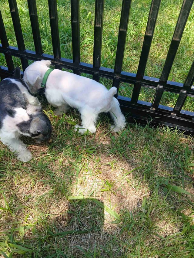 Miniature Schnauzer media 10