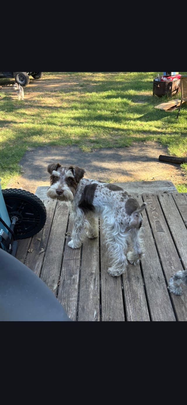 Miniature Schnauzer media 12