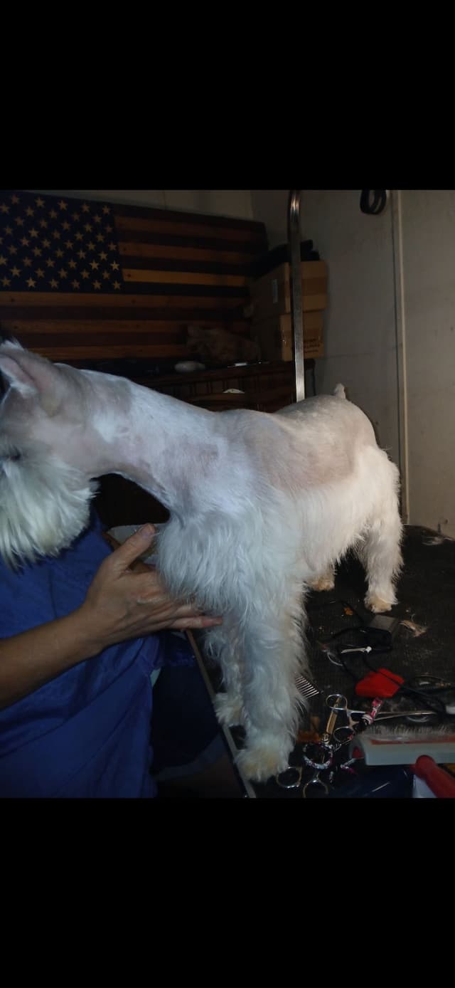Miniature Schnauzer media 11