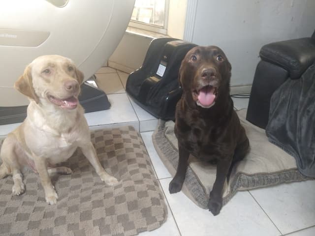 Labrador Retriever Puppies media 2