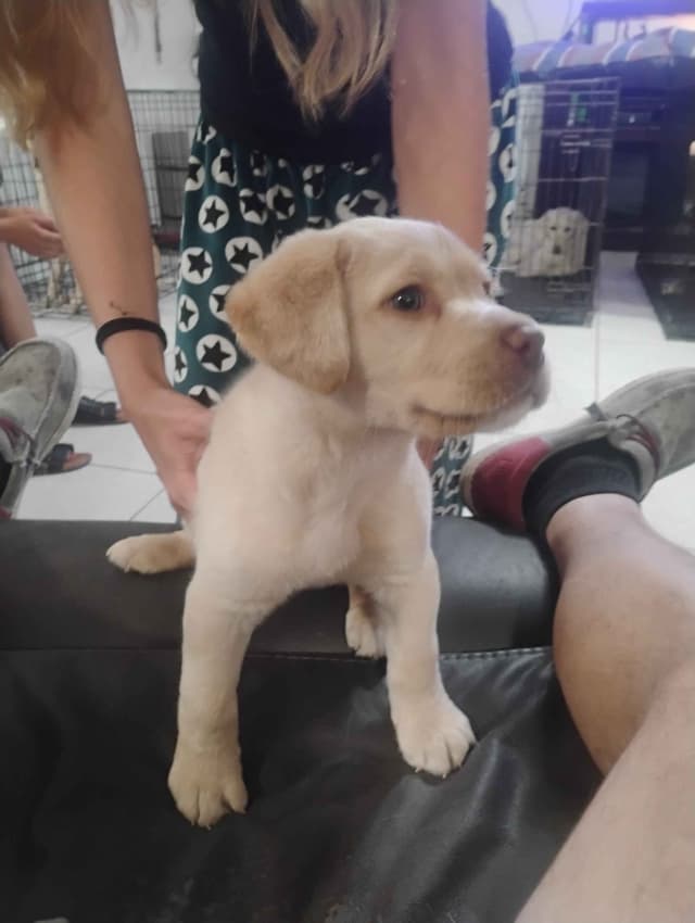 Labrador Retriever Puppies media 2