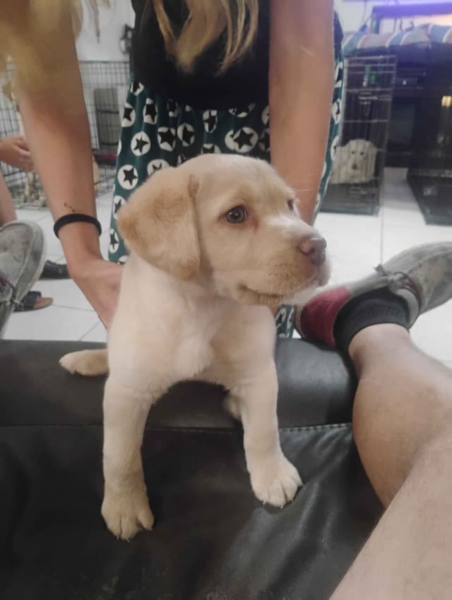 Labrador Retriever Puppies media 3