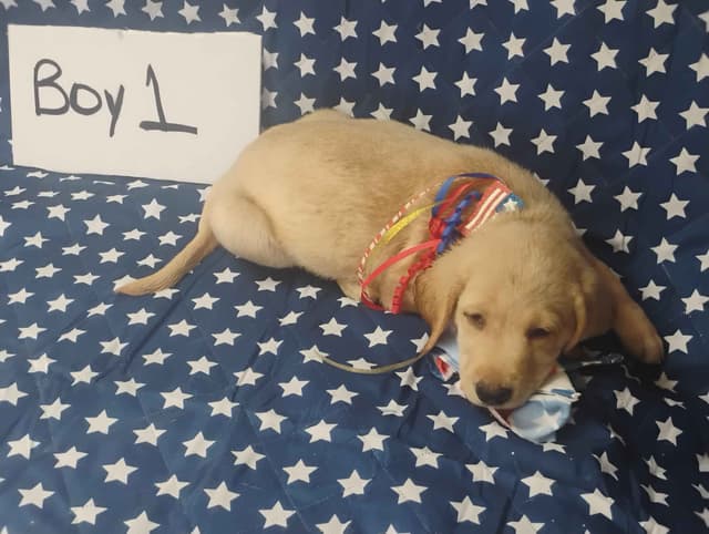 Labrador Retriever Puppies media 3