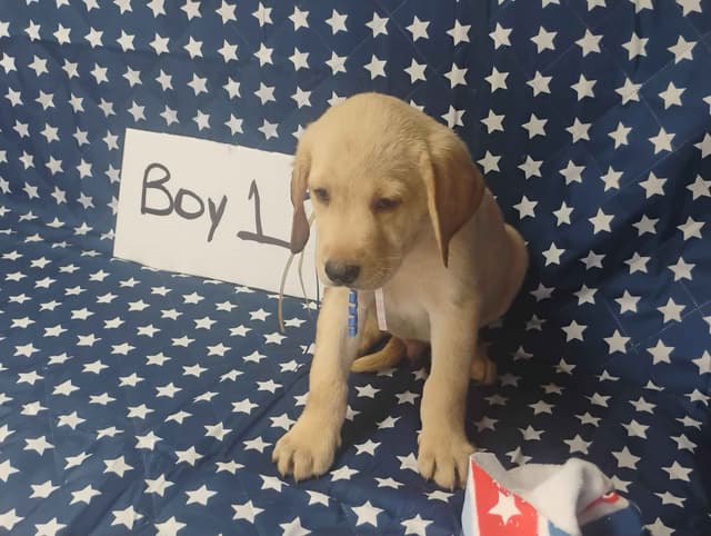 Labrador Retriever Puppies media 4