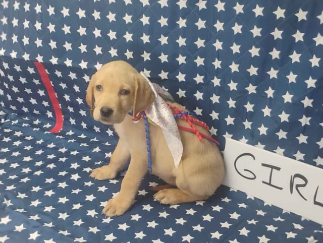 Labrador Retriever Puppies media 5