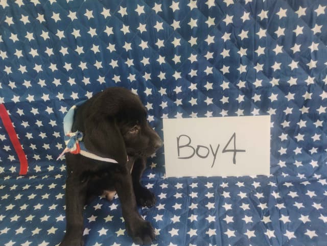 Labrador Retriever Puppies media 7