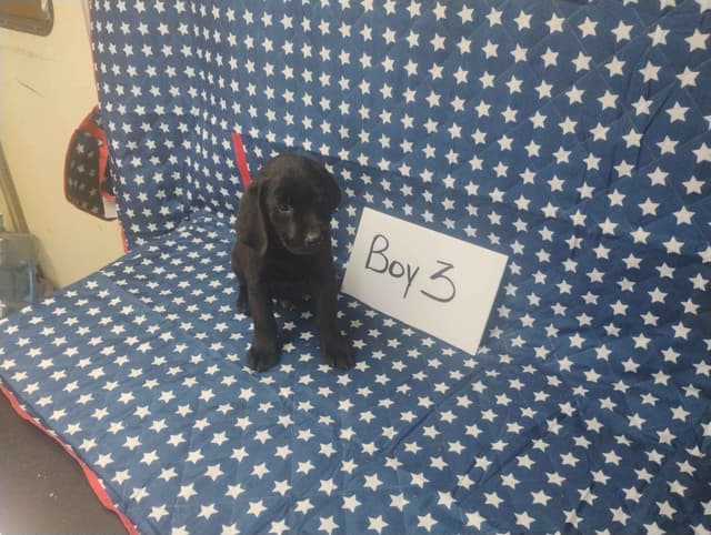 Labrador Retriever Puppies media 11