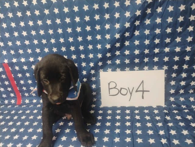 Labrador Retriever Puppies media 8