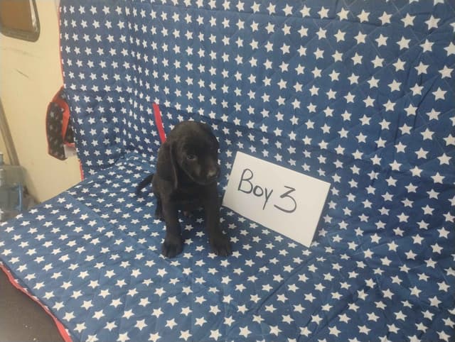 Labrador Retriever Puppies media 12