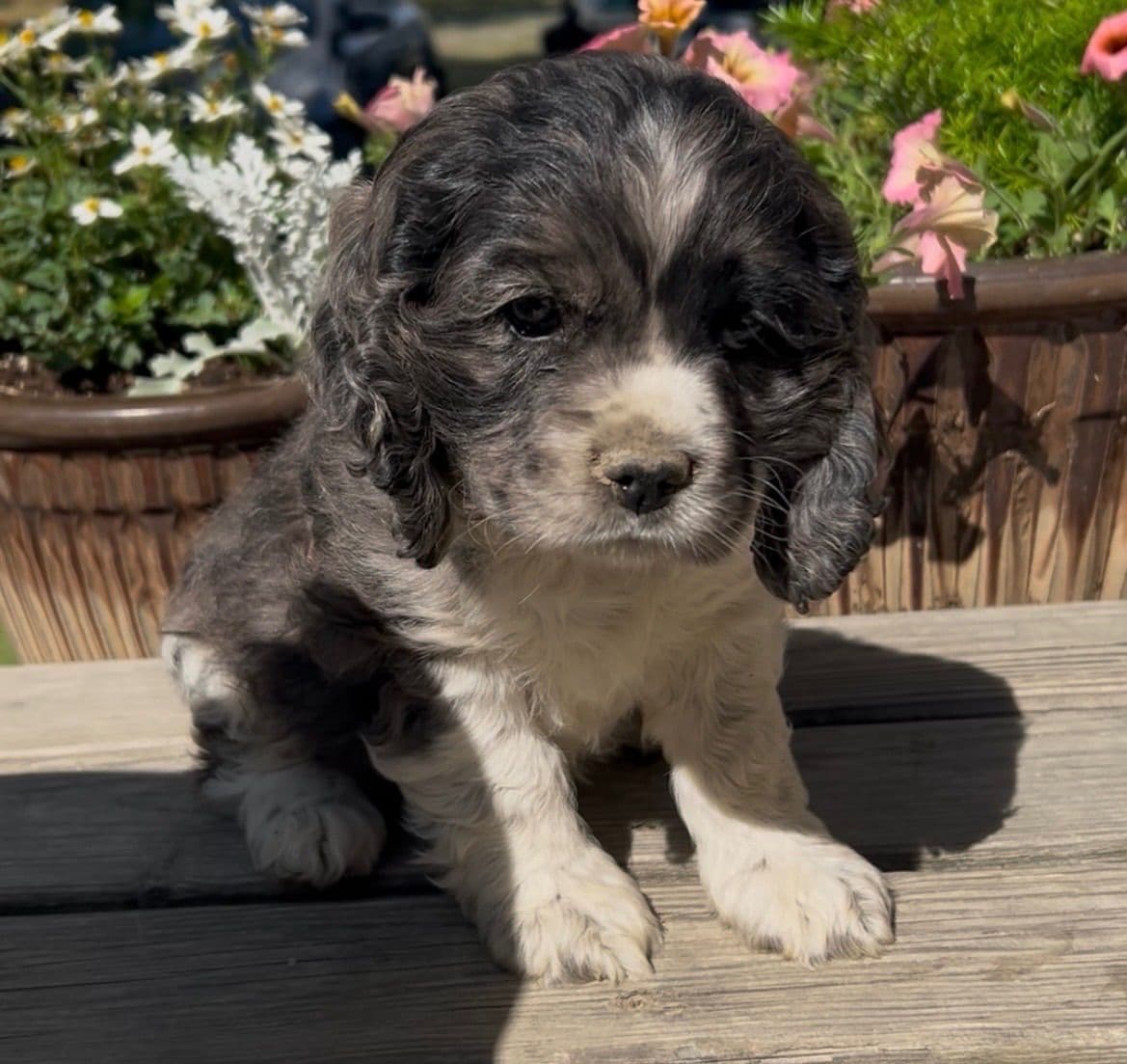 Cocker Spaniel Puppies breeder image 1