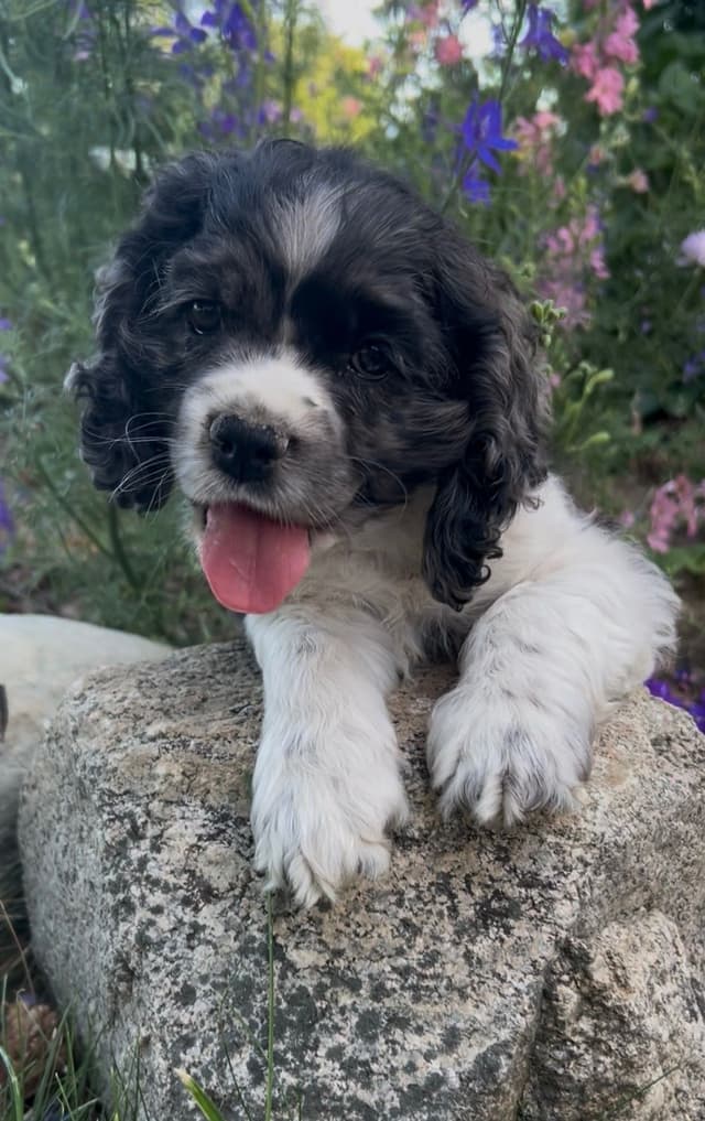 Cocker Spaniel Puppies media 2