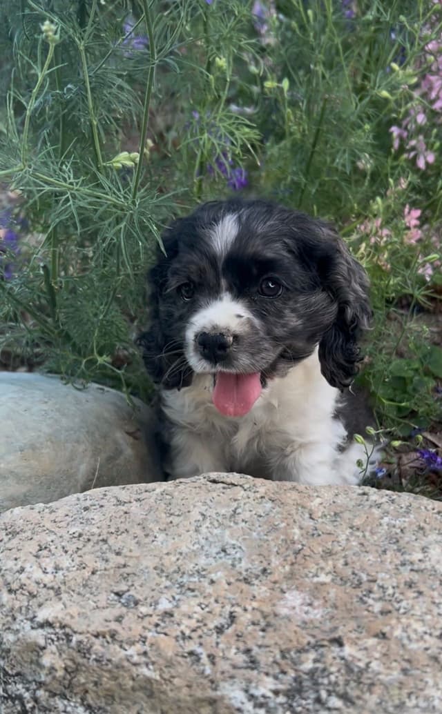 Cocker Spaniel Puppies media 3