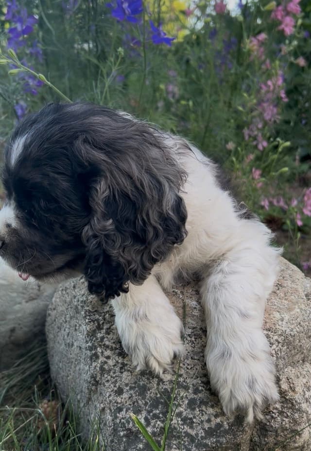 Cocker Spaniel Puppies media 4