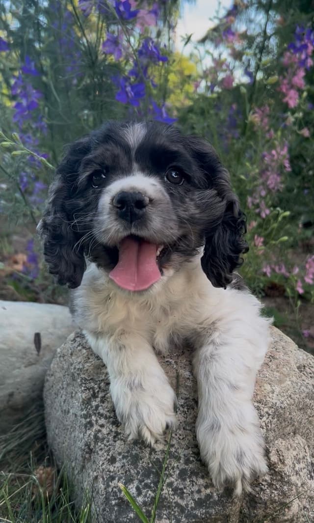 Cocker Spaniel Puppies media 5