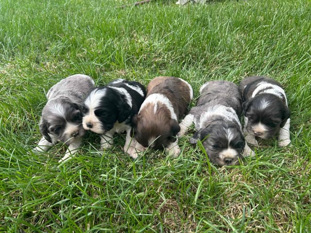 Cocker Spaniel Puppies media 6