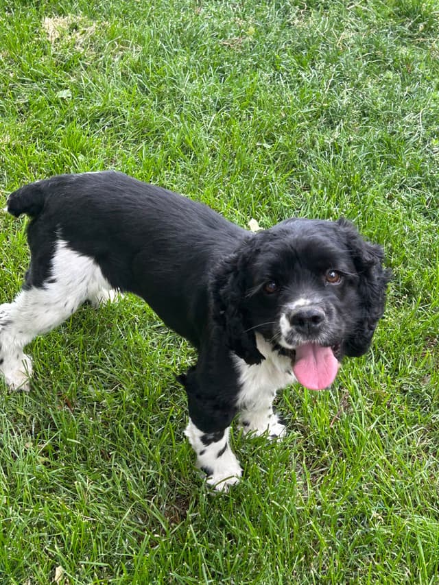 Cocker Spaniel Puppies media 7