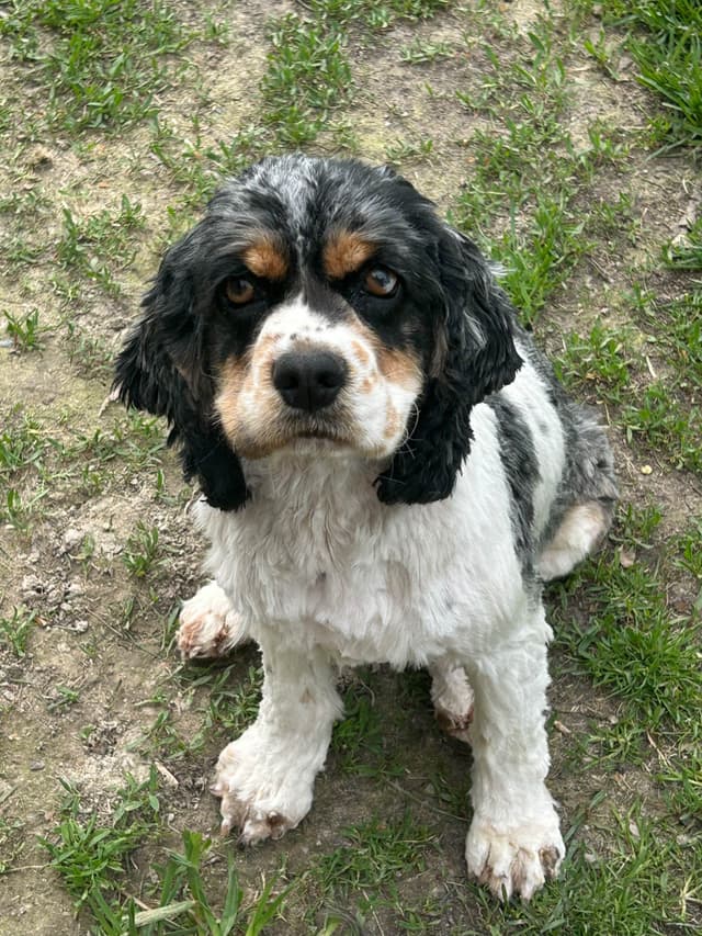 Cocker Spaniel Puppies media 8