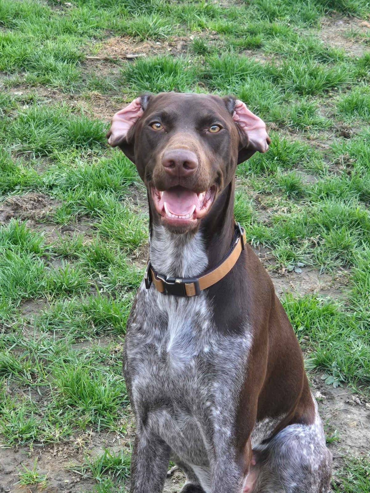 German Shorthaired Pointer Puppies breeder image 1