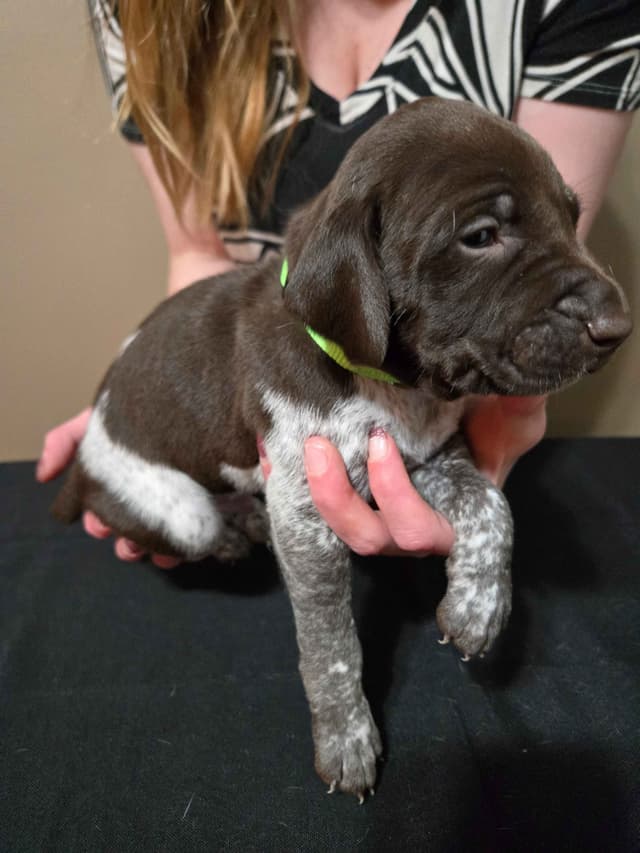 German Shorthaired Pointer Puppies media 2
