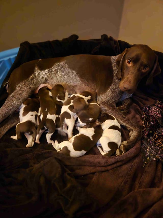 German Shorthaired Pointer Puppies media 4