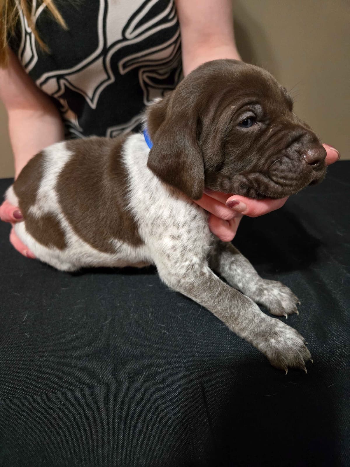 German Shorthaired Pointer Puppies breeder image 7