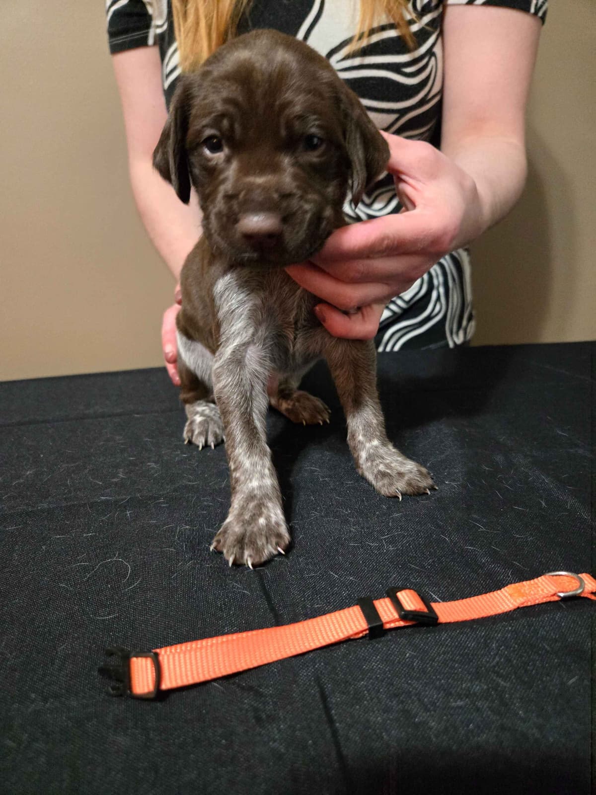 German Shorthaired Pointer Puppies breeder image 4