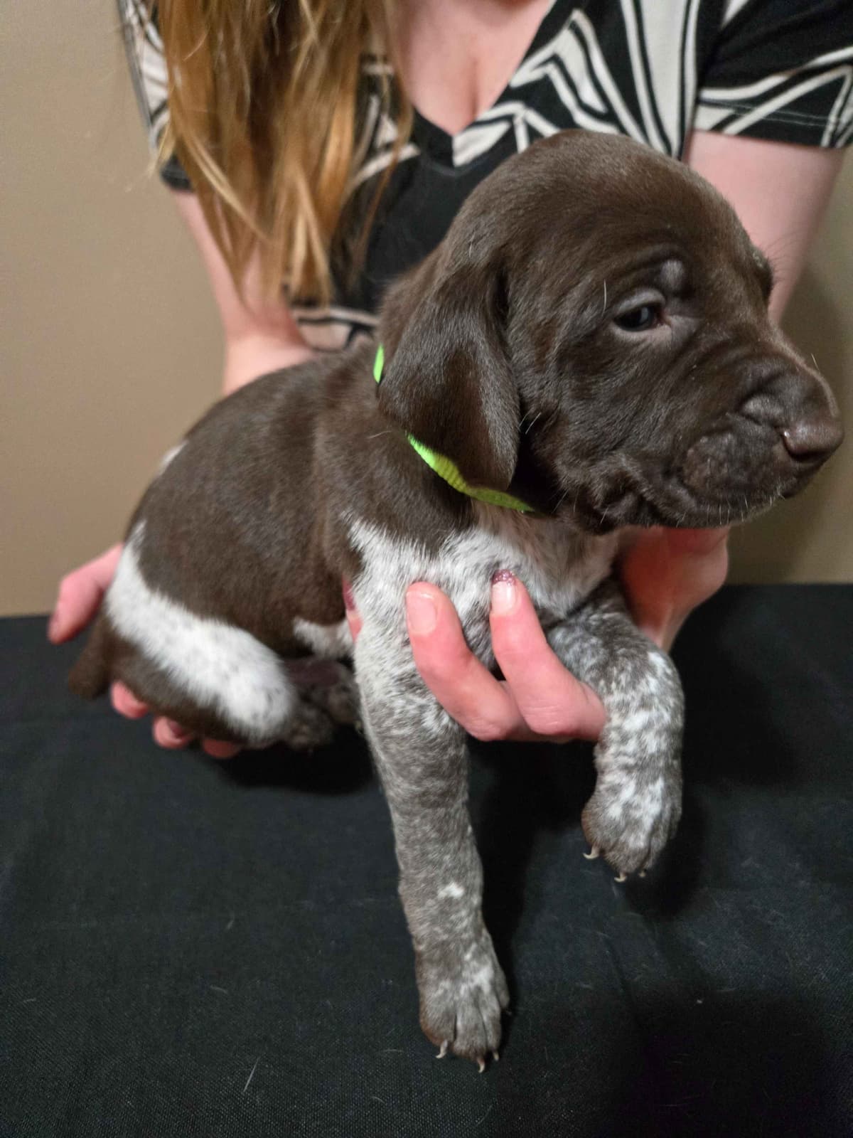 German Shorthaired Pointer Puppies breeder image 5