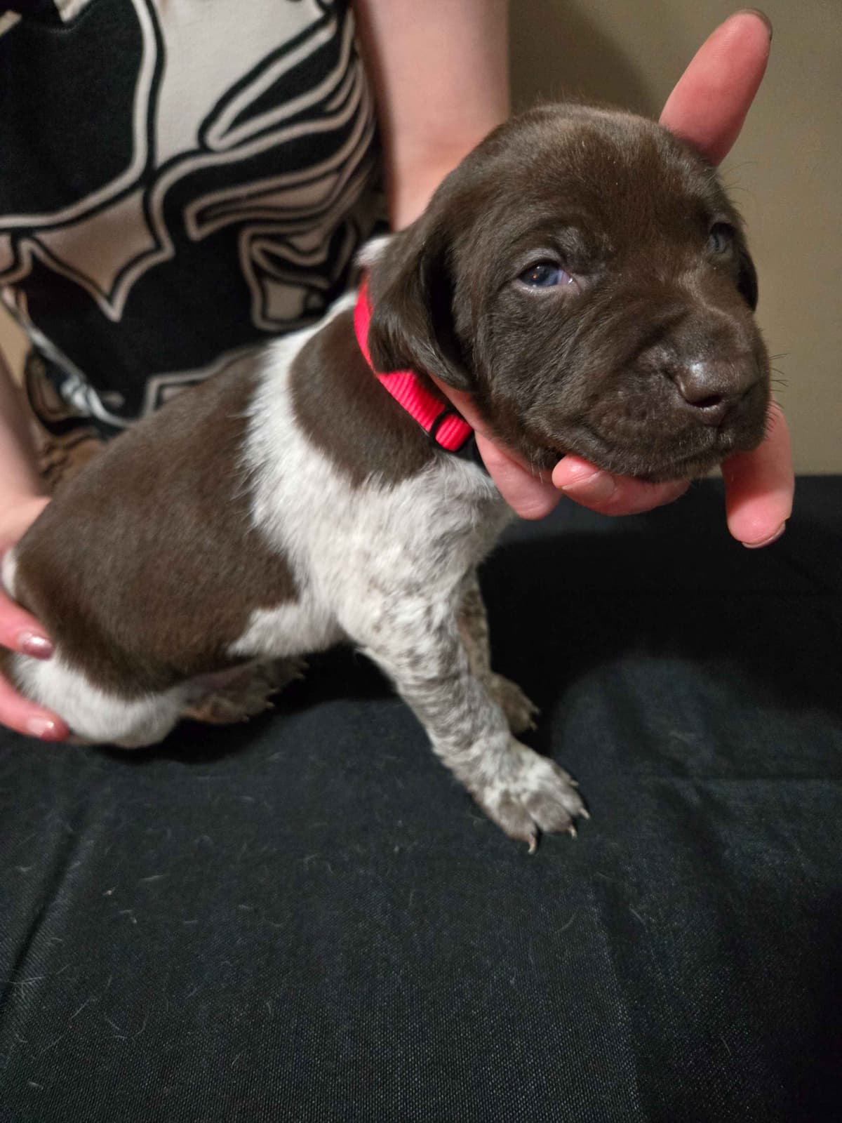German Shorthaired Pointer Puppies breeder image 6