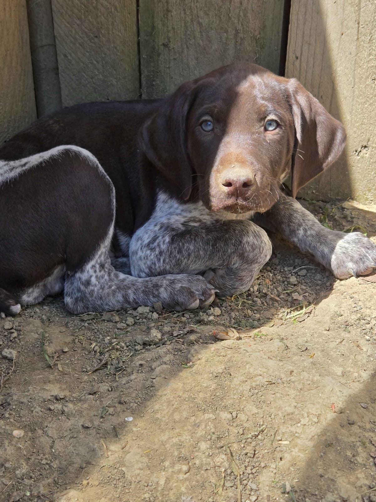 German Shorthaired Pointer Puppies breeder image 9