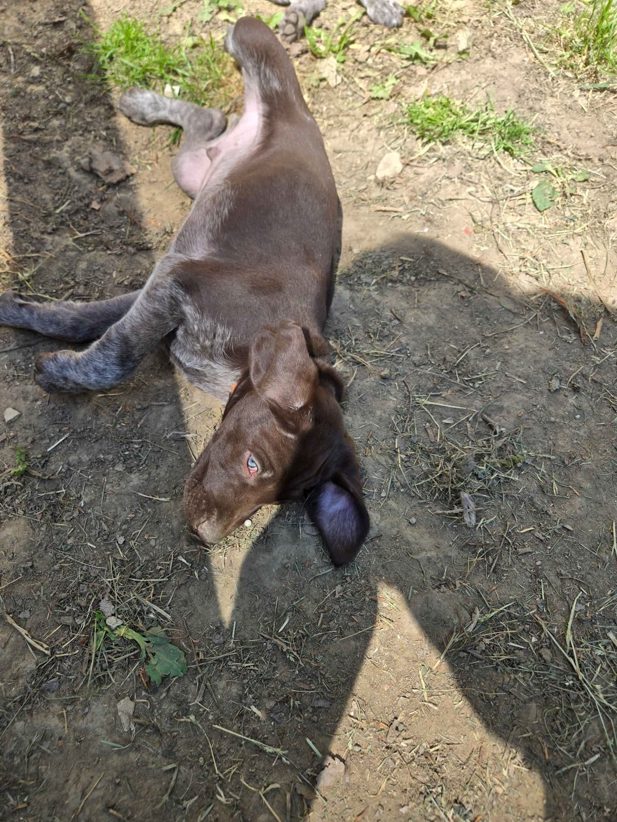 German Shorthaired Pointer Puppies breeder image 10
