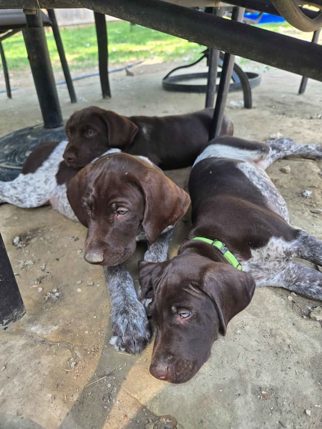 German Shorthaired Pointer Puppies media 5