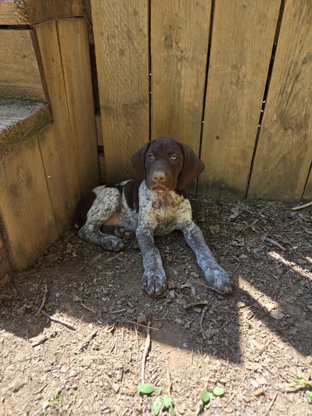 German Shorthaired Pointer Puppies media 7