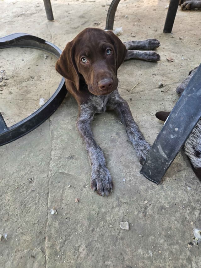 German Shorthaired Pointer Puppies media 8