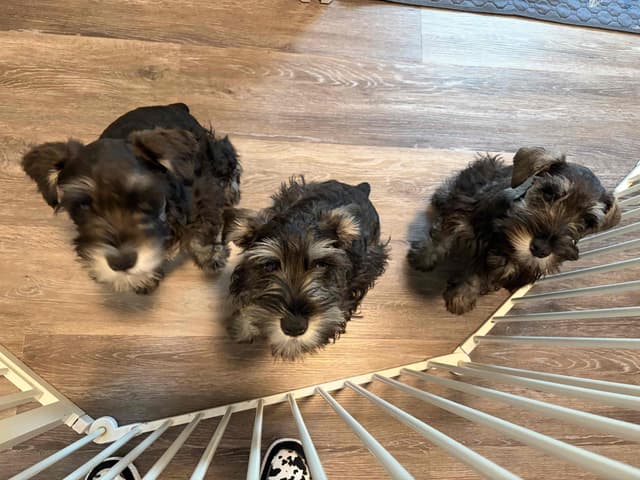Miniature Schnauzer Puppies media 2