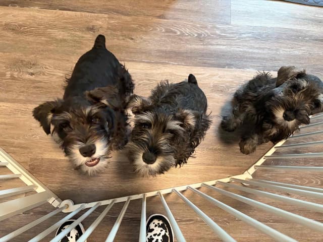 Miniature Schnauzer Puppies media 3