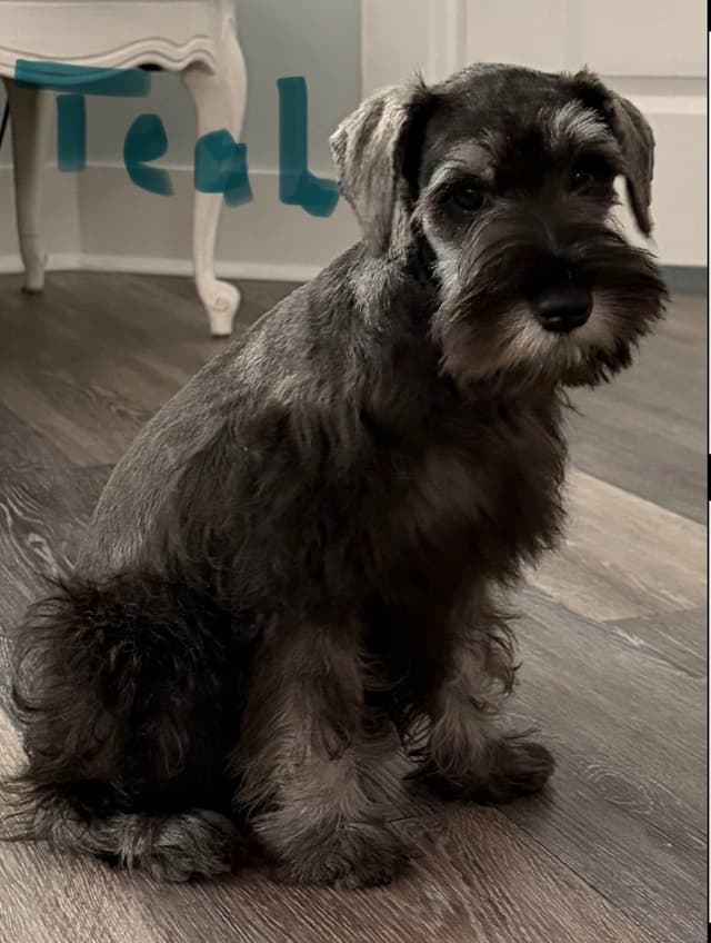 Miniature Schnauzer Puppies media 4