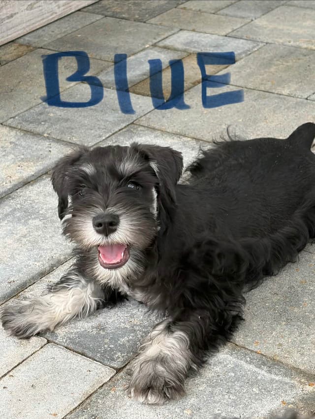 Miniature Schnauzer Puppies media 5