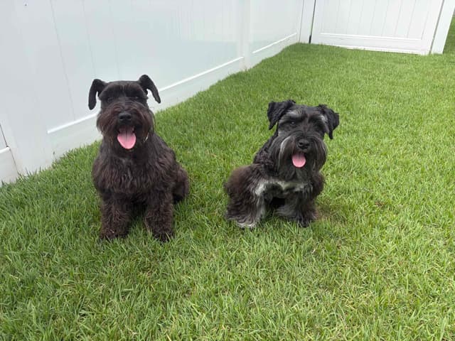 Miniature Schnauzer Puppies media 7