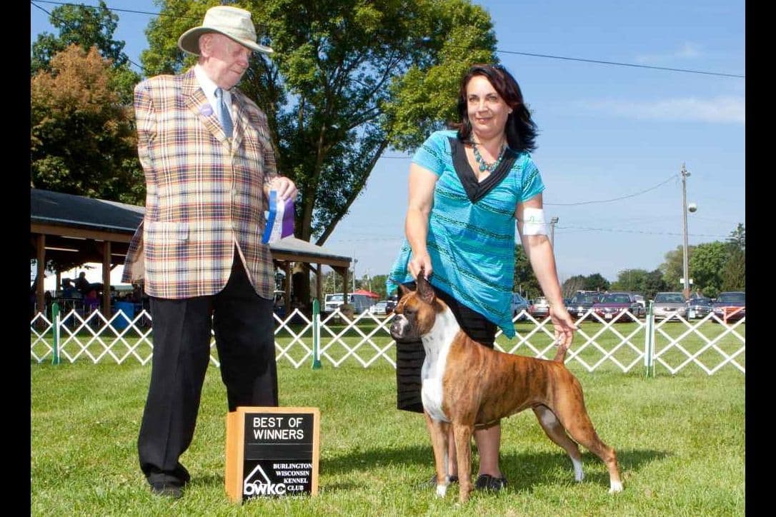 Boxer Puppies - 35 Years Responsible Breeder breeder image 1