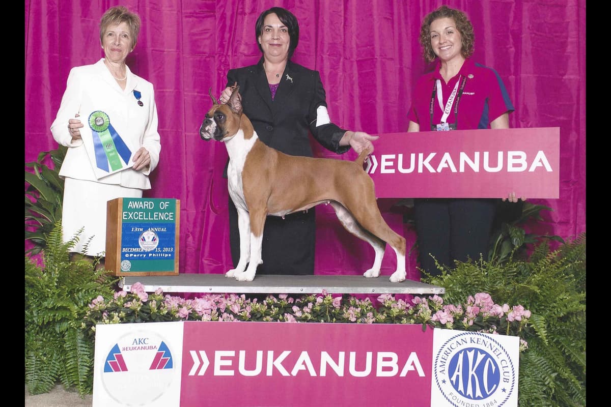 Boxer Puppies - 35 Years Responsible Breeder breeder image 4