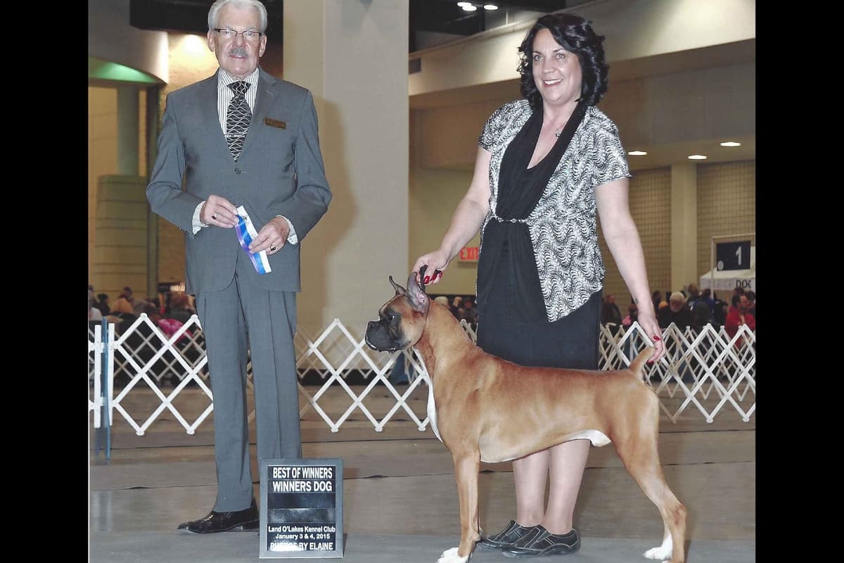 Boxer Puppies - 35 Years Responsible Breeder breeder image 5