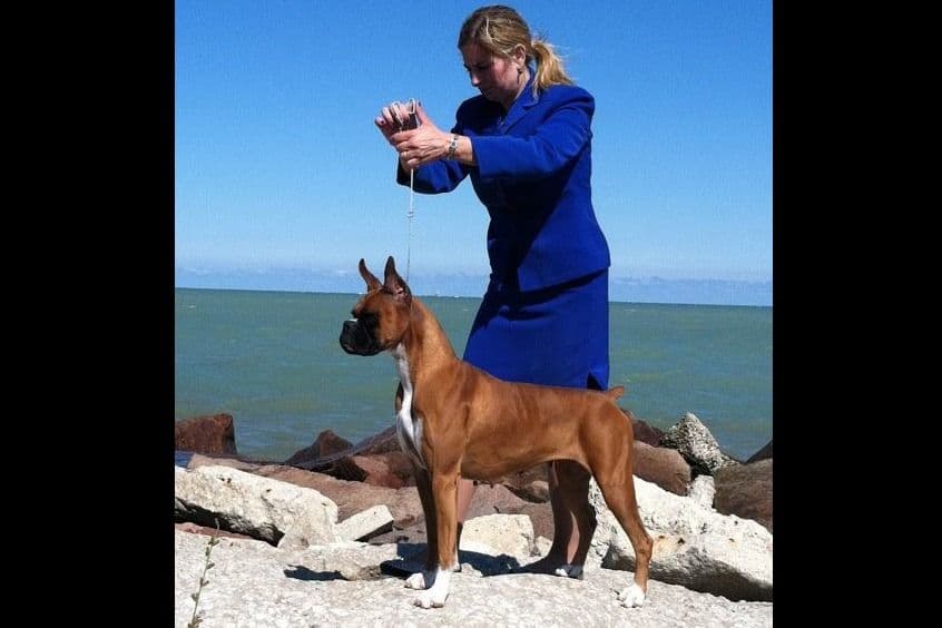 Boxer Puppies - 35 Years Responsible Breeder breeder image 6