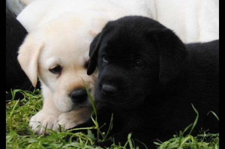 Boxer Puppies - 35 Years Responsible Breeder breeder image 12